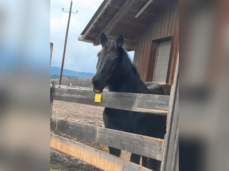 Noriker Mare 10 years 15,2 hh Black in Kl.pöchlarn