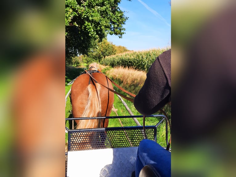 Noriker Mare 10 years 15,2 hh Chestnut-Red in Aurich Wiesens