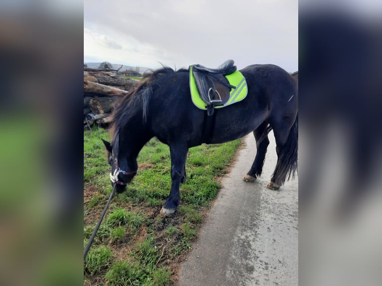 Noriker Mare 10 years 16 hh Black in Wiesmannsreith