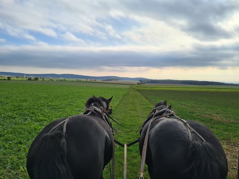 Noriker Mare 10 years 16 hh Black in Weitersfeld