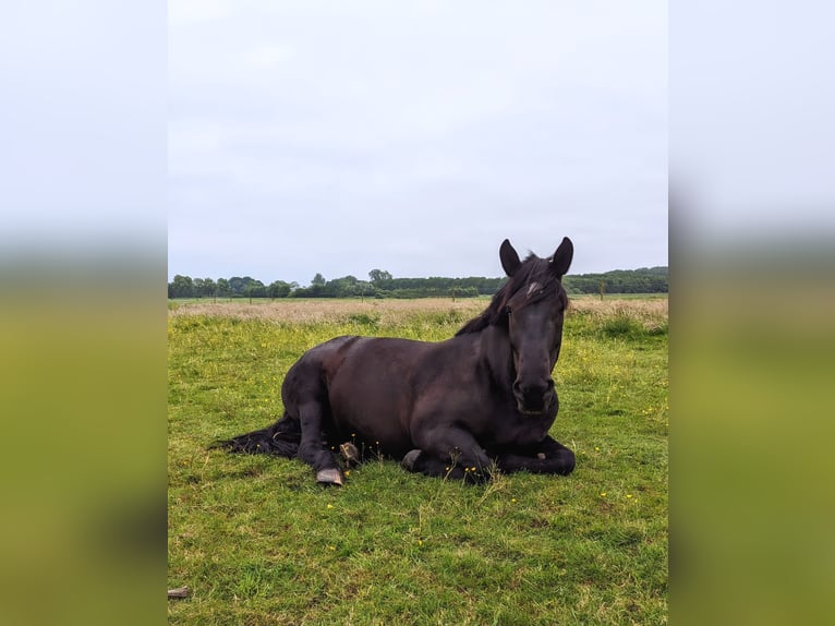 Noriker Mare 10 years 16 hh Black in Wischhafen