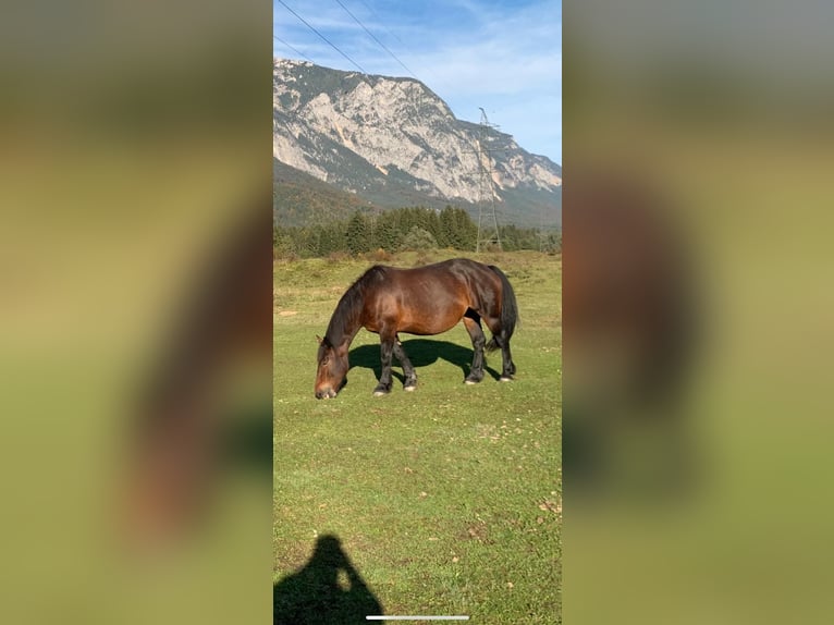 Noriker Mare 10 years 16 hh Brown in Göriach