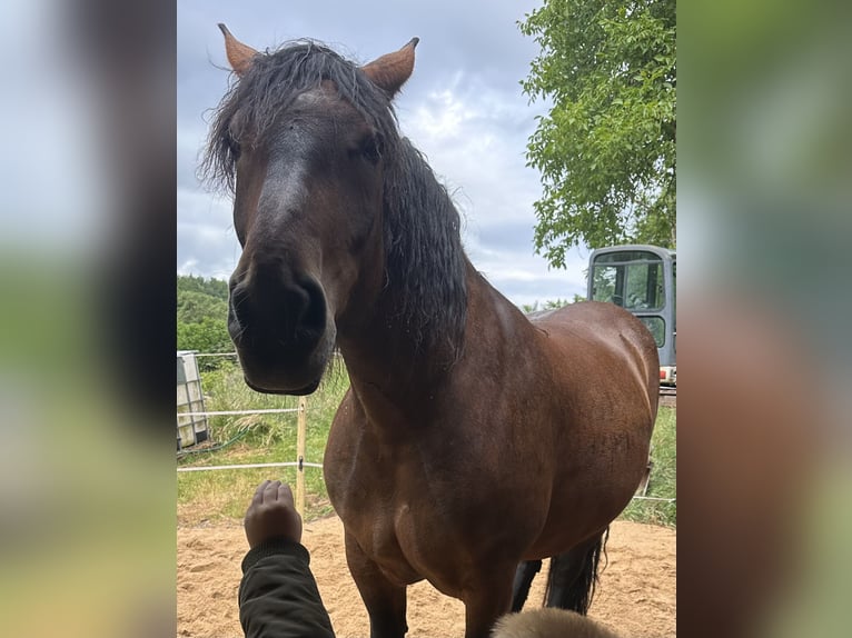 Noriker Mare 10 years 16 hh Brown in Waldenburg