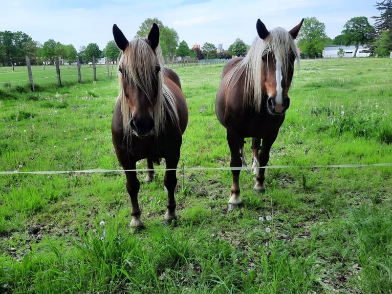 Noriker Mare 10 years 16 hh Chestnut in Schmadebeck