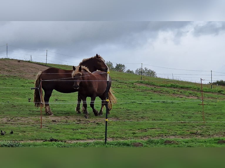 Noriker Mare 10 years 16 hh Chestnut in Schmadebeck