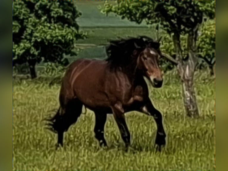 Noriker Mare 10 years 17 hh Brown in Eggolsheim