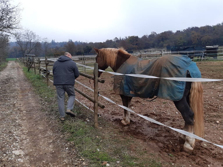 Noriker Mare 10 years Brown-Light in Brescia