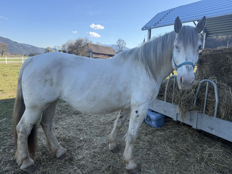 Noriker Mare 10 years Grey in St.Nikolei