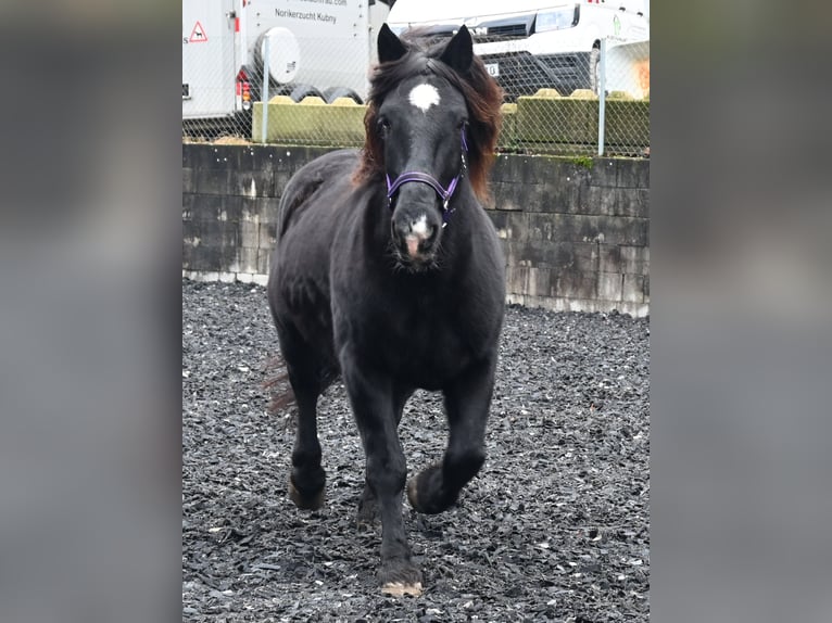 Noriker Mare 11 years 15,1 hh in Küssaberg