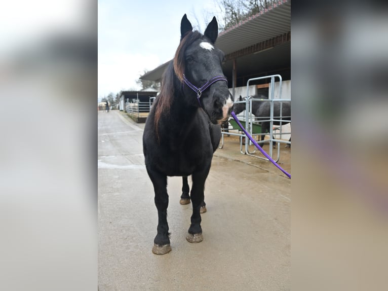 Noriker Mare 11 years 15,1 hh in Küssaberg