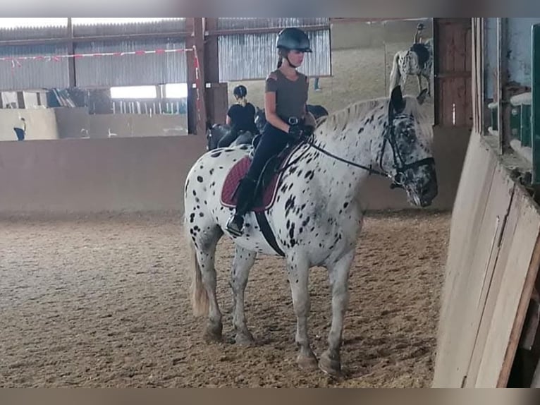 Noriker Mare 11 years 15,2 hh Leopard-Piebald in Klettgau