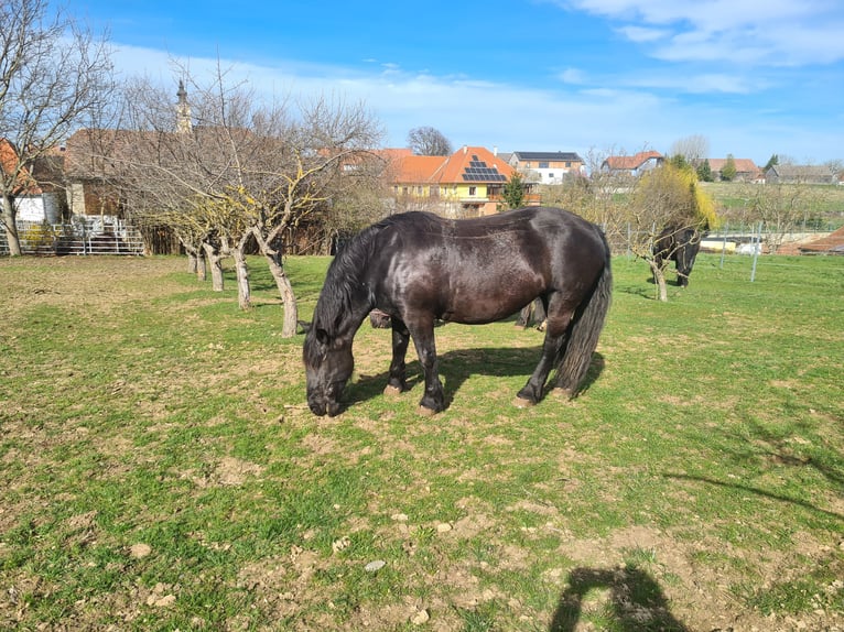 Noriker Mare 11 years 16 hh Black in Weitersfeld