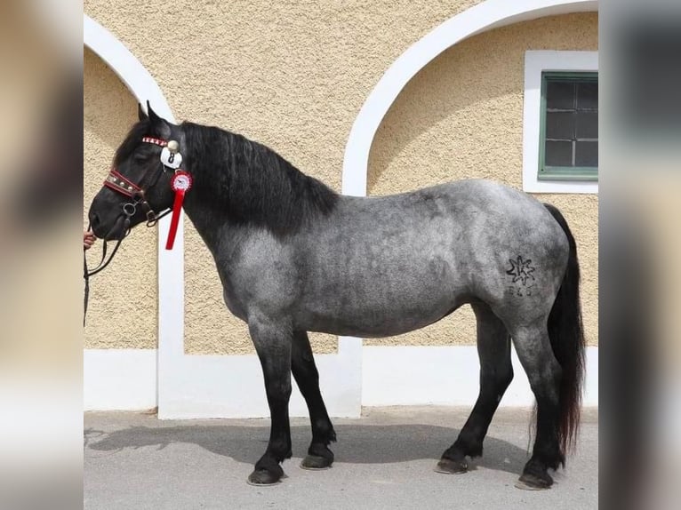 Noriker Mare 11 years in Oberlangenberg