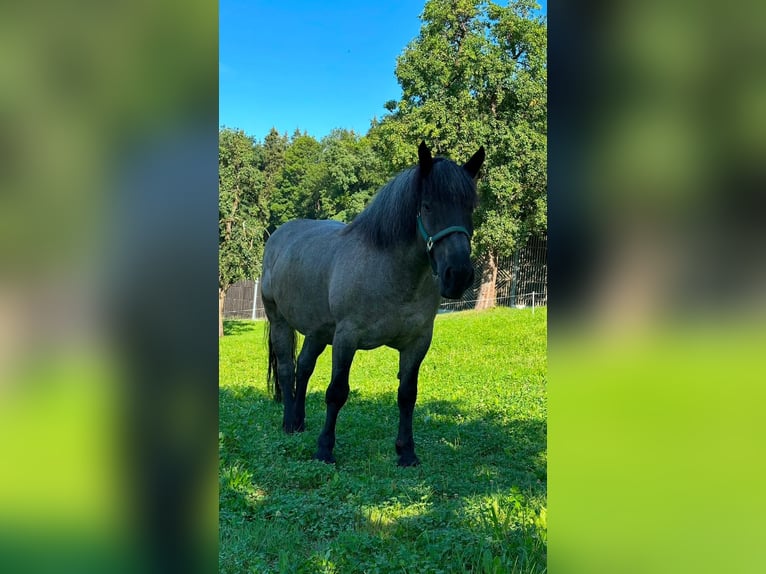 Noriker Mare 11 years in Oberlangenberg