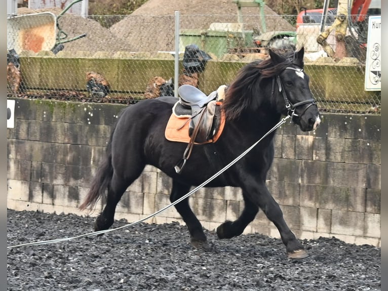 Noriker Mare 12 years 15,1 hh in Küssaberg