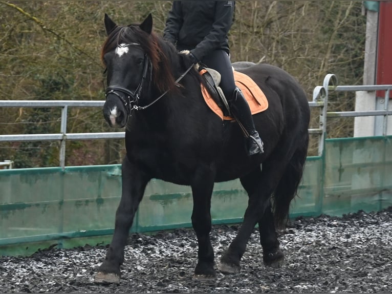 Noriker Mare 12 years 15,1 hh in Küssaberg