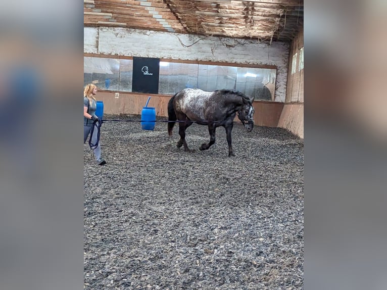 Noriker Mare 12 years 16.3 hh Leopard-Piebald in Müllendorf