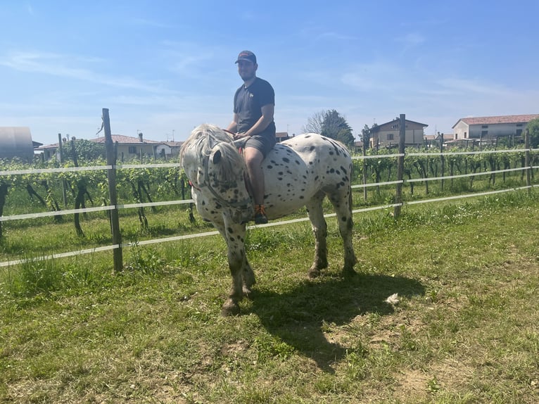 Noriker Mare 13 years 15,2 hh Leopard-Piebald in Buttrio