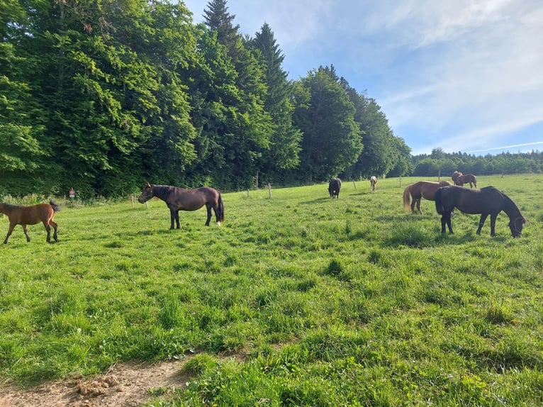 Noriker Mare 13 years 15 hh Brown in Innerberg