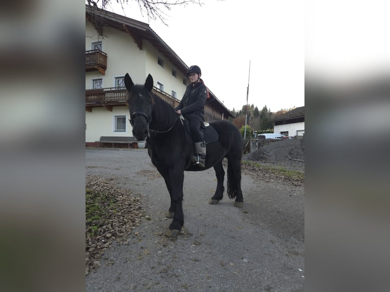 Noriker Mare 13 years 15,2 hh Black in Vorderthiersee