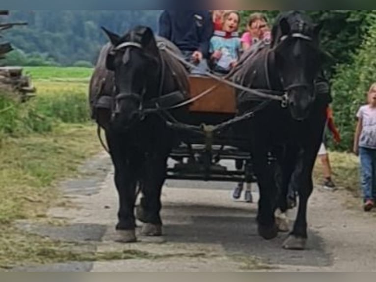 Noriker Mare 13 years 16 hh Black in Weitersfeld
