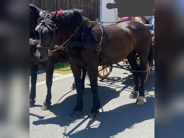 Noriker Mare 13 years 16 hh Black in Weitersfeld