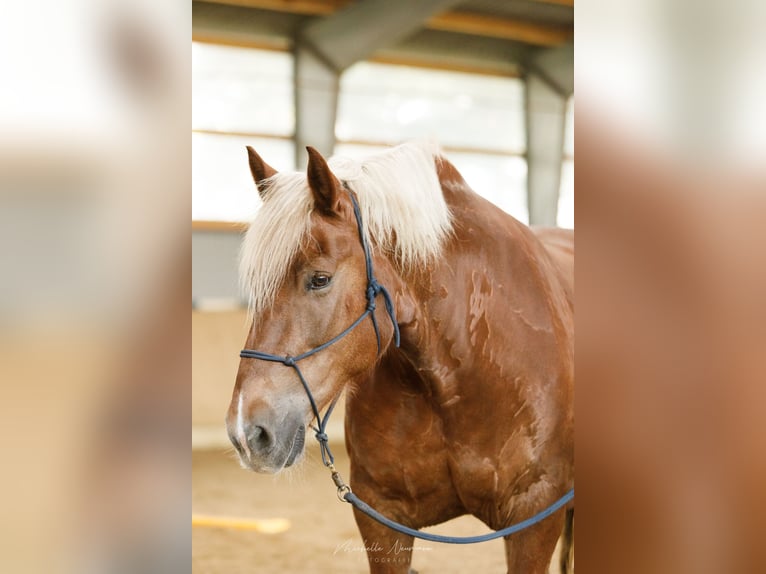 Noriker Mare 13 years 16 hh Chestnut in Varrel