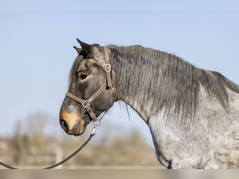 Noriker Mare 13 years 16,1 hh Grey-Blue-Tan in Kraiburg am Inn
