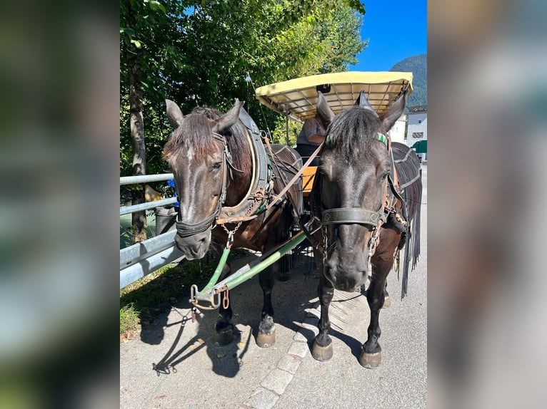 Noriker Mare 14 years 15,3 hh Black in Wallgau