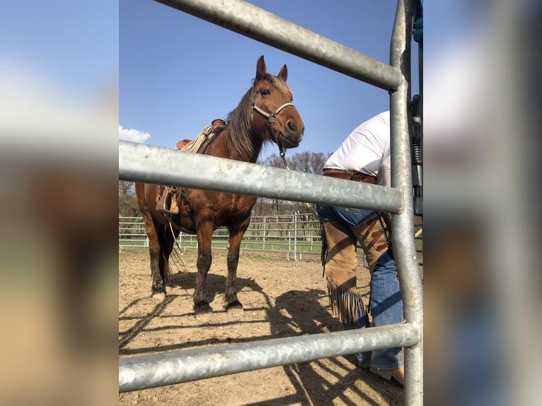 Noriker Mare 14 years 15,2 hh Brown in Nauort
