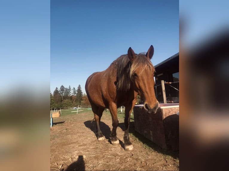 Noriker Mare 14 years 15,2 hh Brown in Nauort