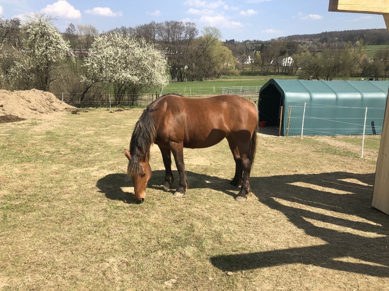 Noriker Mare 14 years 15,2 hh Brown in Nauort