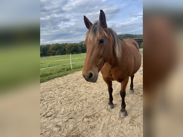 Noriker Mare 14 years 15,2 hh Brown in Nauort