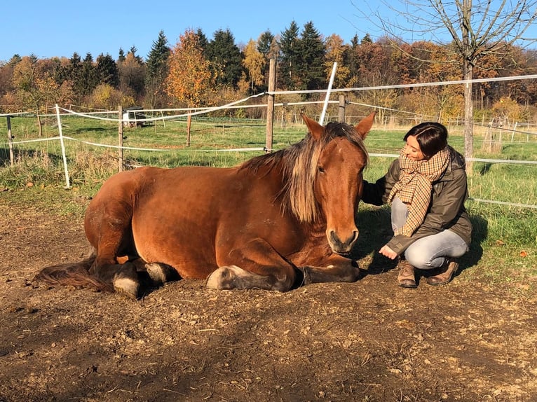Noriker Mare 14 years 15,2 hh Brown in Nauort
