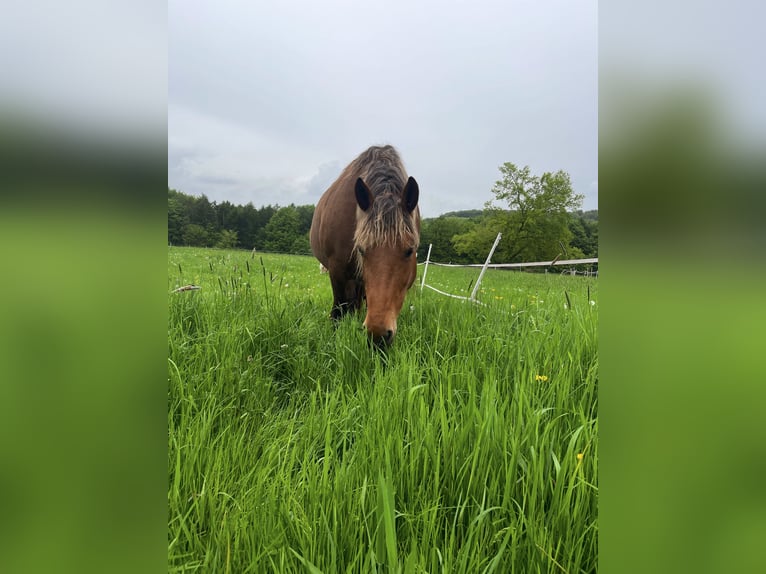 Noriker Mare 14 years 15,2 hh Brown in Nauort