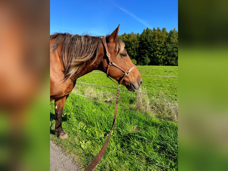 Noriker Mare 14 years 15,2 hh Brown in Nauort