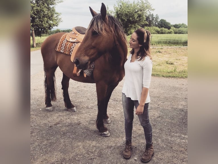 Noriker Mare 14 years 15,2 hh Brown in Nauort
