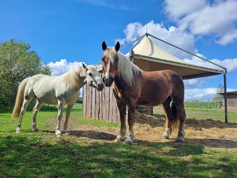 Noriker Mare 14 years 15,2 hh Chestnut in Nauen