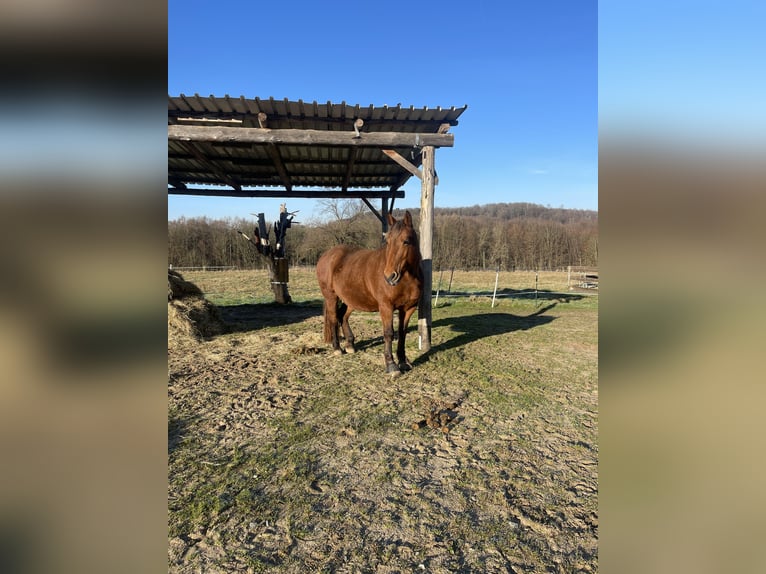 Noriker Mix Mare 14 years 15,2 hh Chestnut-Red in Oberhaid