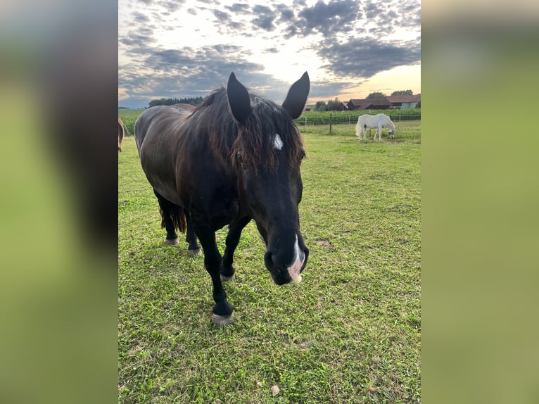 Noriker Mare 14 years 16 hh Black in Laufen