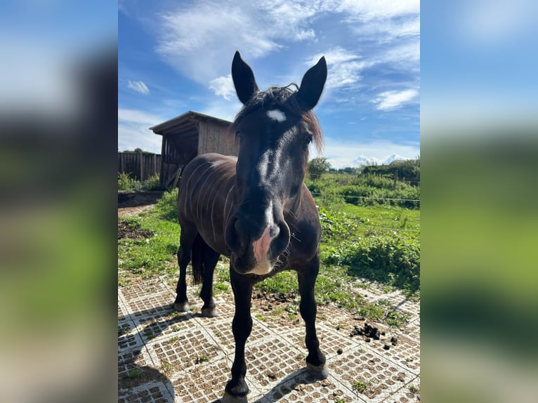 Noriker Mare 14 years 16 hh Black in Laufen