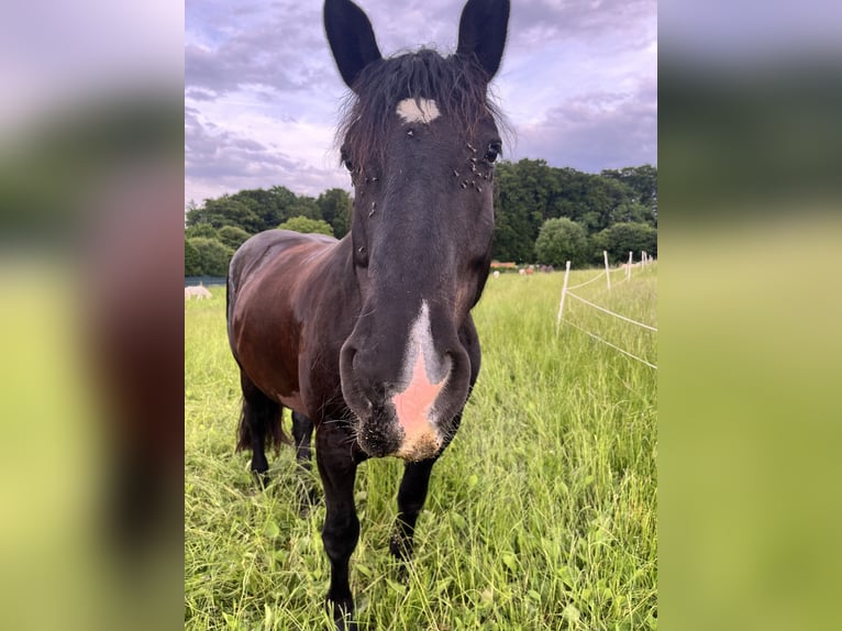Noriker Mare 14 years 16 hh Black in Laufen