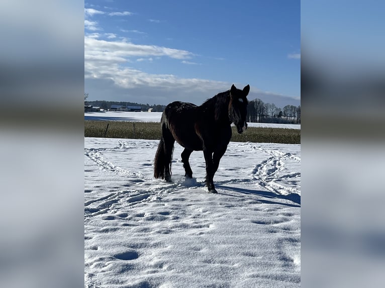 Noriker Mare 14 years 16 hh Black in Laufen