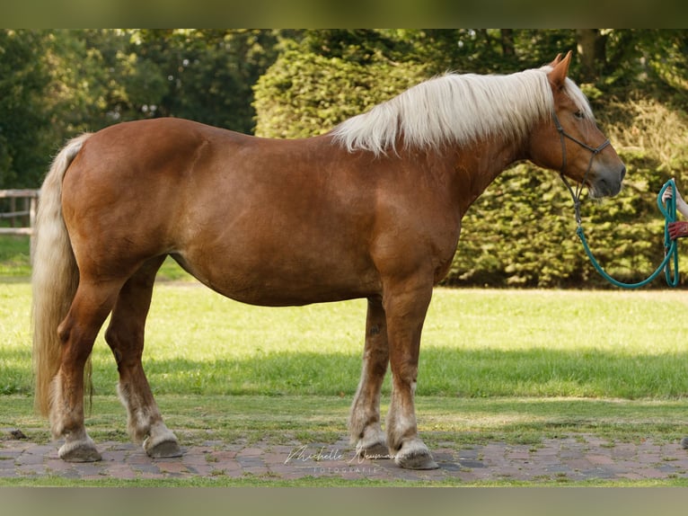 Noriker Mare 14 years 16 hh Chestnut in Varrel