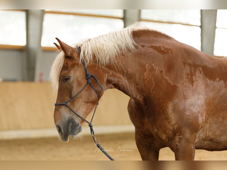 Noriker Mare 14 years 16 hh Chestnut in Varrel