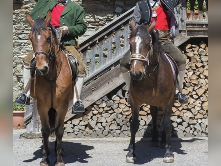 Noriker Mare 14 years Brown in Matrei