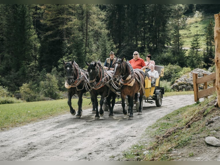 Noriker Mare 14 years Brown in Matrei