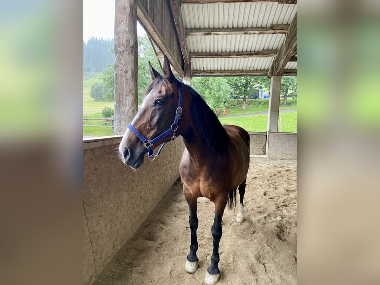 Noriker Mix Mare 15 years 14,3 hh Brown in Kitzbühel
