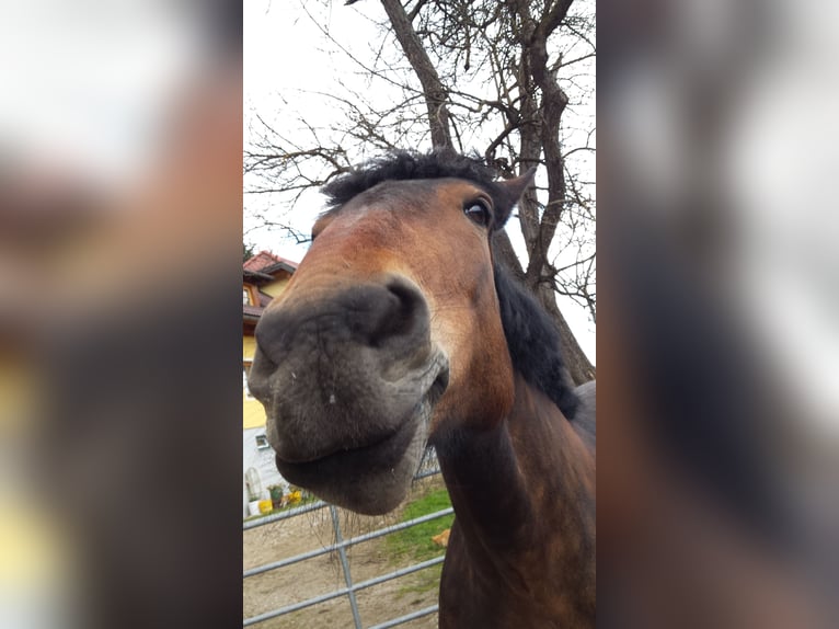 Noriker Mare 15 years 15,2 hh Brown in Reichenfels