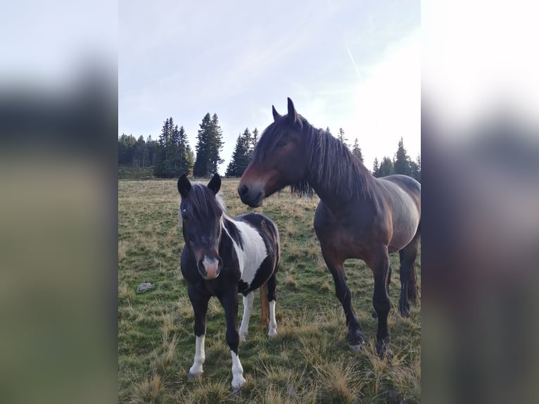 Noriker Mare 15 years 15,2 hh Brown in Reichenfels